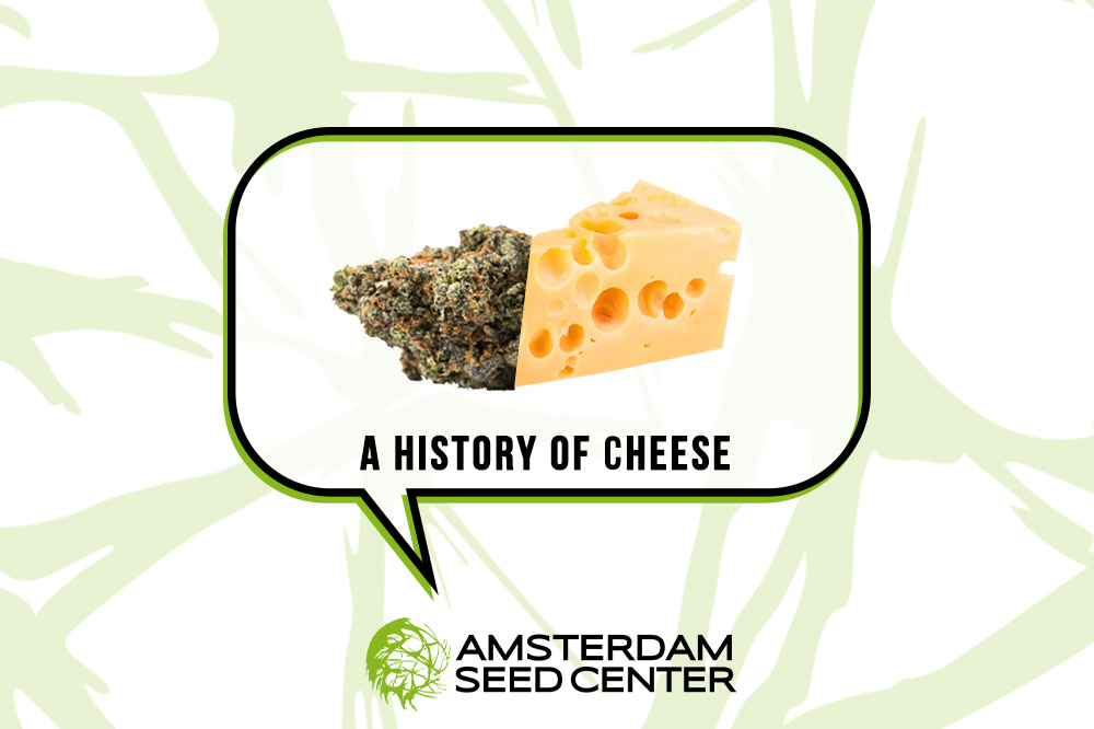 Amsterdam Seed Center Hanfsamen Kaufen