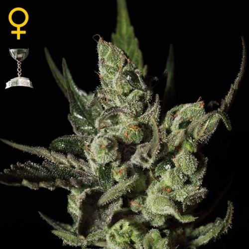 exodus-cheese-feminized