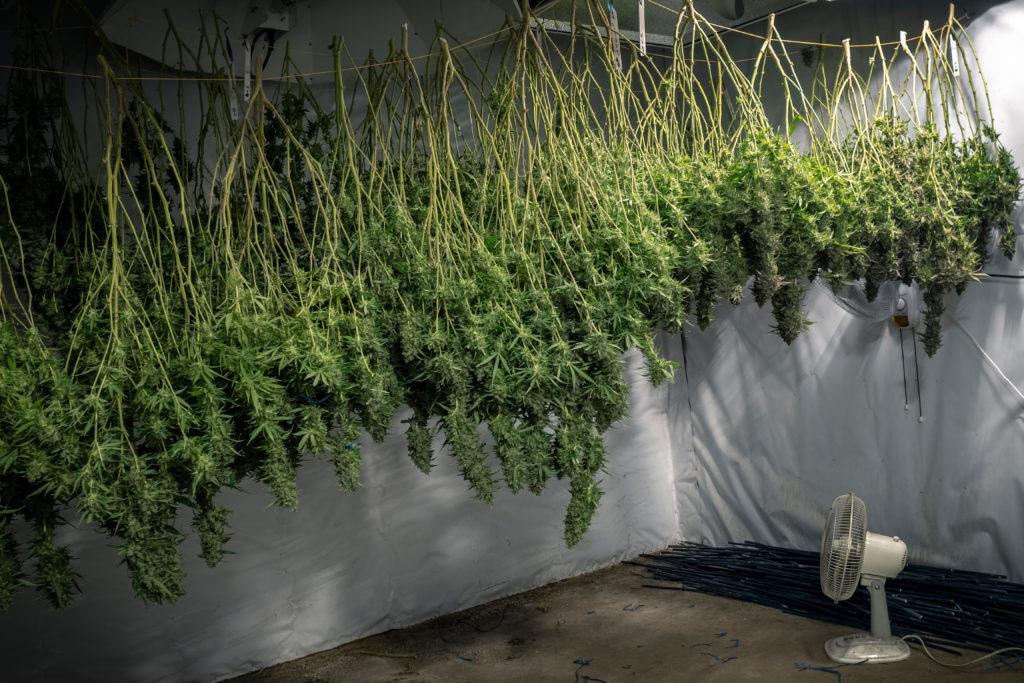 drying-cannabis-buds
