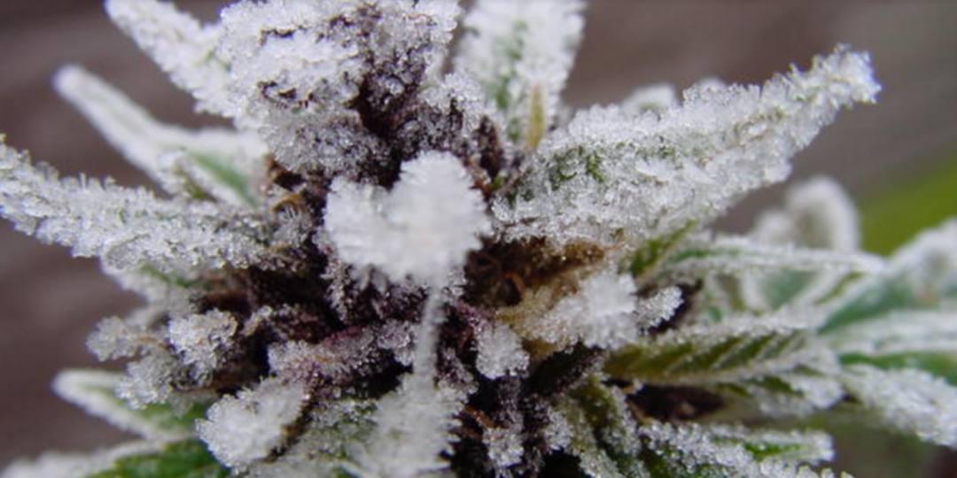 frosty_cannabis_strain_for_christmas-1080x540-1
