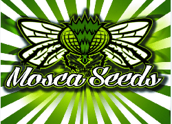 moscaseeds-logo