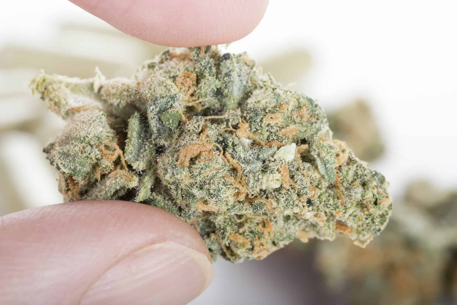 pick-The-Best-Cannabis-Strain