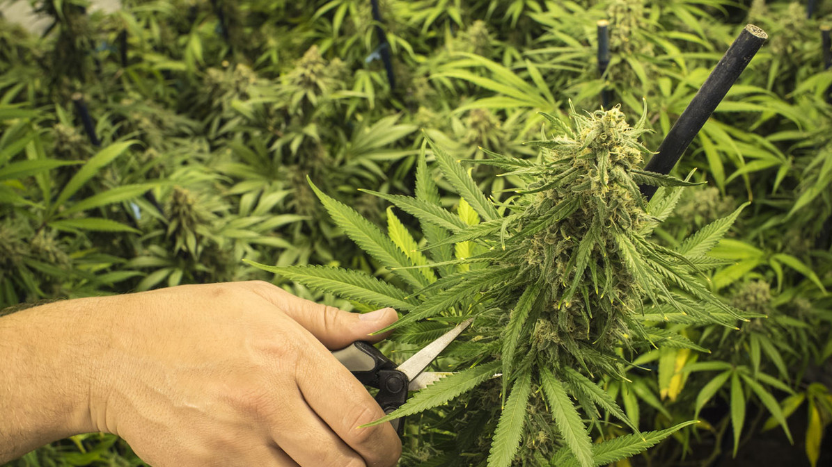 prune-cannabis-for-maximum-yield