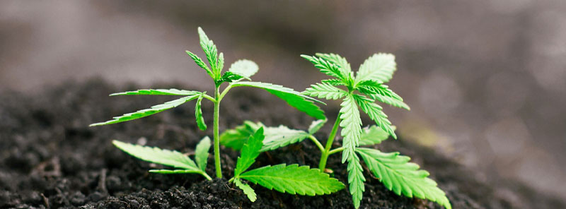 soil-grown-cannabis-Weed