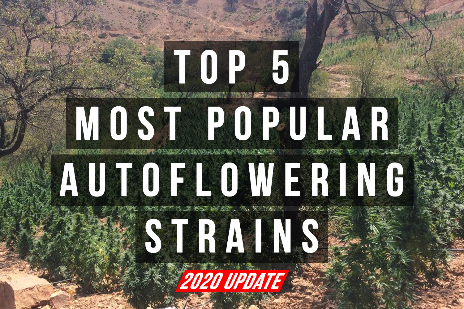 TOP_5_AUTOFLOWER_STRAINS-2020