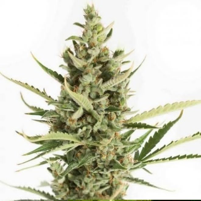 amnesia-xxl-autoflowering-feminized