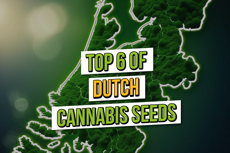 Amsterdam Seed Center Cannabis Seed Shop