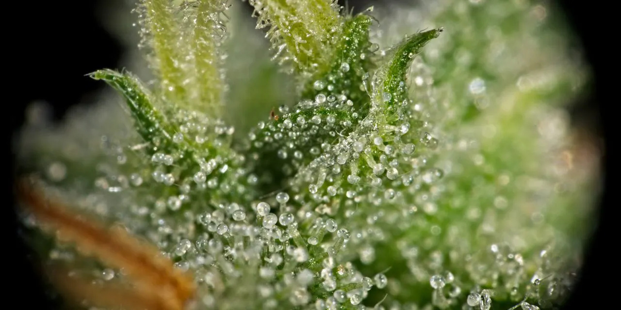 trichomes-cannabis-plant