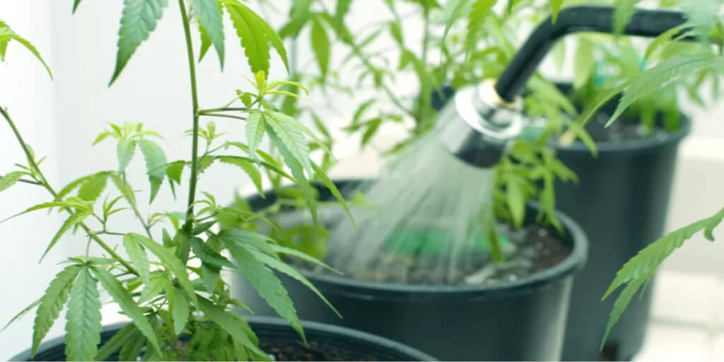 watering_cannabis_plants_2