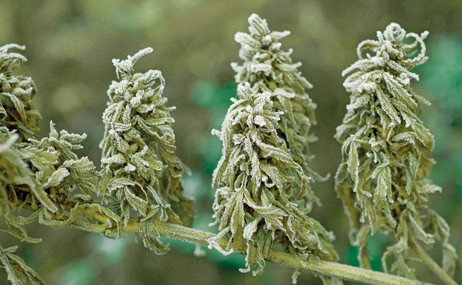 weed-plants-winter-frost-tolerance