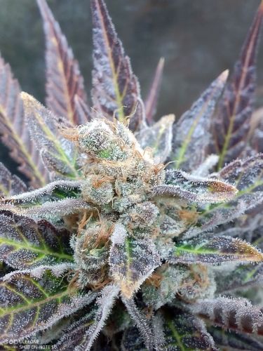 Cherry Cookies Feminised Seeds – Pure Instinto | Sweet Indica Hybrid for Stress Cherry Cookies cannabis flower in close-up, with deep purple sugar leaves and frosty trichomes.