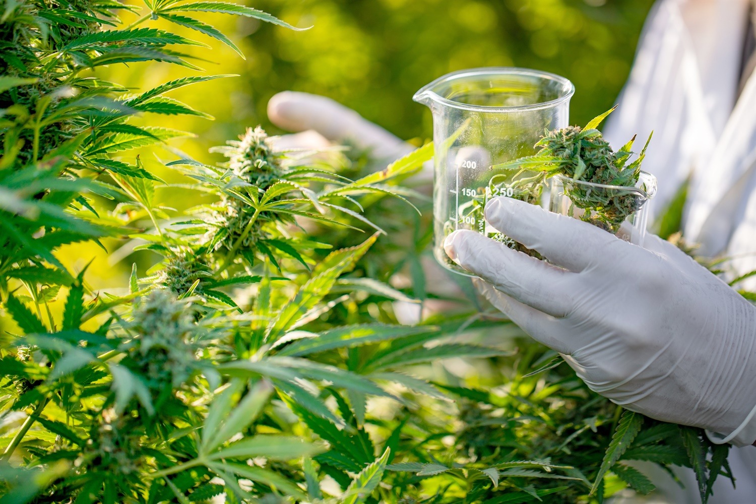 MEDICAL_CANNABIS