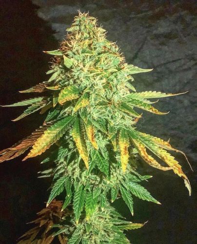 Pure Ice Cream Feminised Cannabis Seeds – Pure Instinto | Creamy Night-Time Strain Frosty cannabis flower of Pure Ice Cream with thick white resin and compact structure.