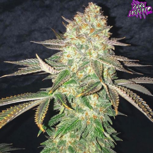 Spooky OG Cannabis Seeds – Pure Instinto | Ghostly Calm Indica Hybrid Tall cola of Spooky OG cannabis strain glowing under low light, with golden pistils and dense buds.