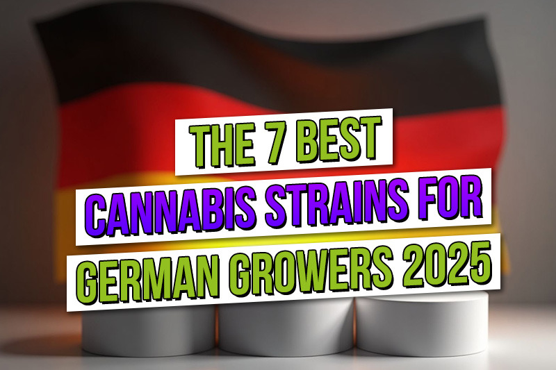 The 7 Best Cannabis Strains for German Growers in 2025 The 7 Best Cannabis Strains for German Growers in 2025