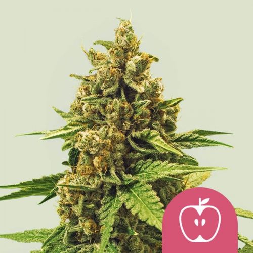 apple-fritter_1_