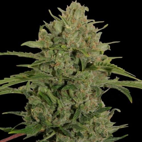 bf_triple_cheese