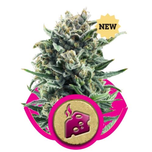 Blue Cheese by Royal Queen Seeds