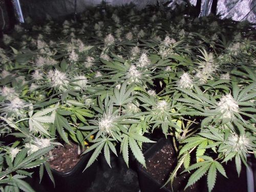 Fromage Blue from Pheno Finders Seeds