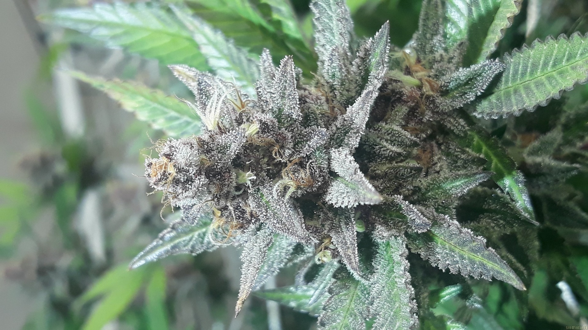 G13 strain. A close-up of a dense, frosty cannabis bud covered in trichomes, showcasing the resin production of the G13 strain. Buy online at Amsterdam Seed Center