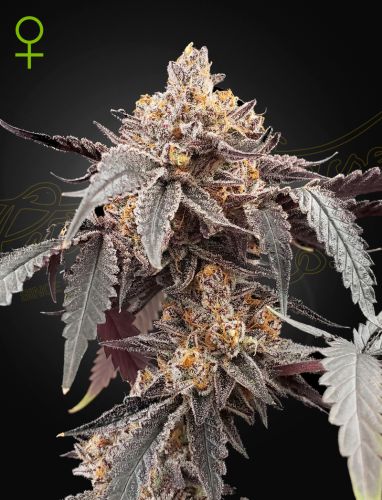 Anesia Scout Cookies - 5PACK - Feminised - Anesia Seeds
