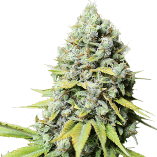Kosher Haze