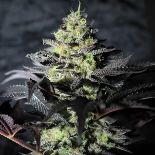 Peanut Butter Cookies - 5-pack - Feminised - Pure Instinto Seeds