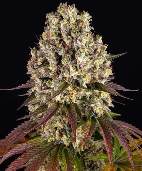 Sour Diesel by Barneys Farm Dense Sour Diesel cannabis bud covered in trichomes, showcasing its signature purple-tinged leaves and resinous structure