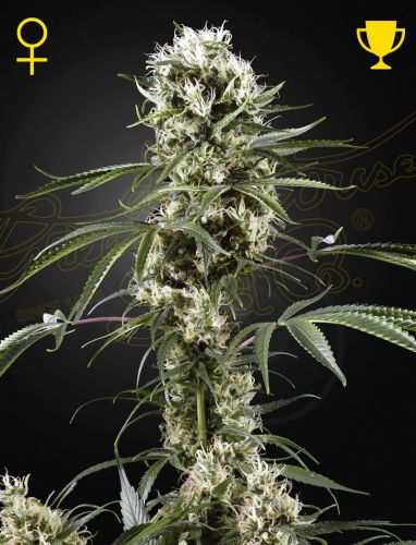 Super Lemon Haze - Feminised - Green House
