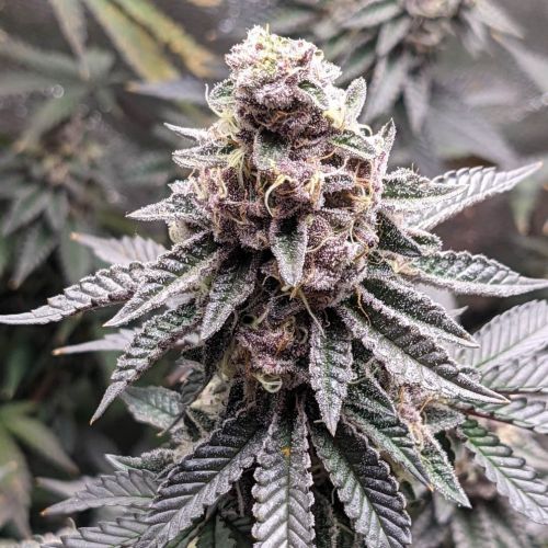 Tropicana Cookies - Feminised - Monkey Genetics