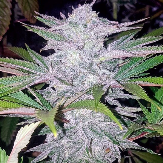 CR-Tramuntana_Seeds_-_Critical_Cherry