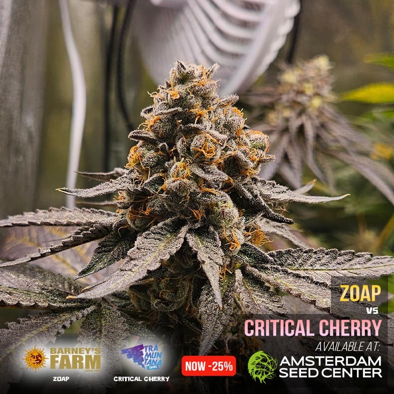 zoap-vs-critical-cherry-wk-13.6