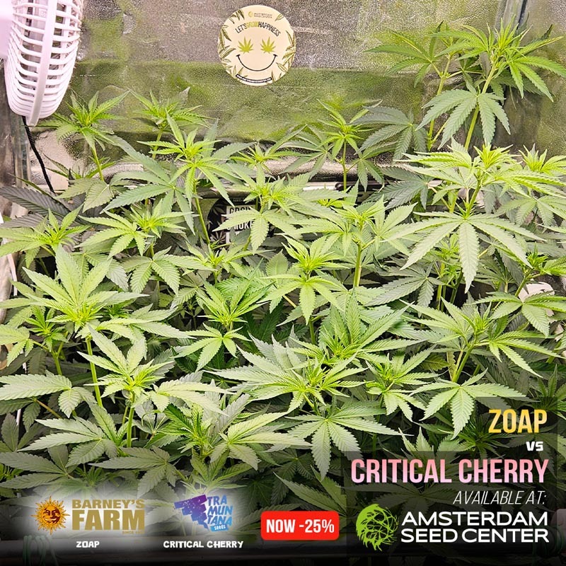 zoap-vs-critical-cherry-wk-7.3