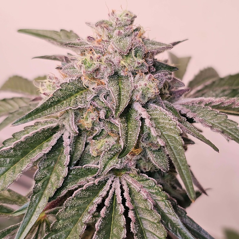 Pink-Pie-3-800