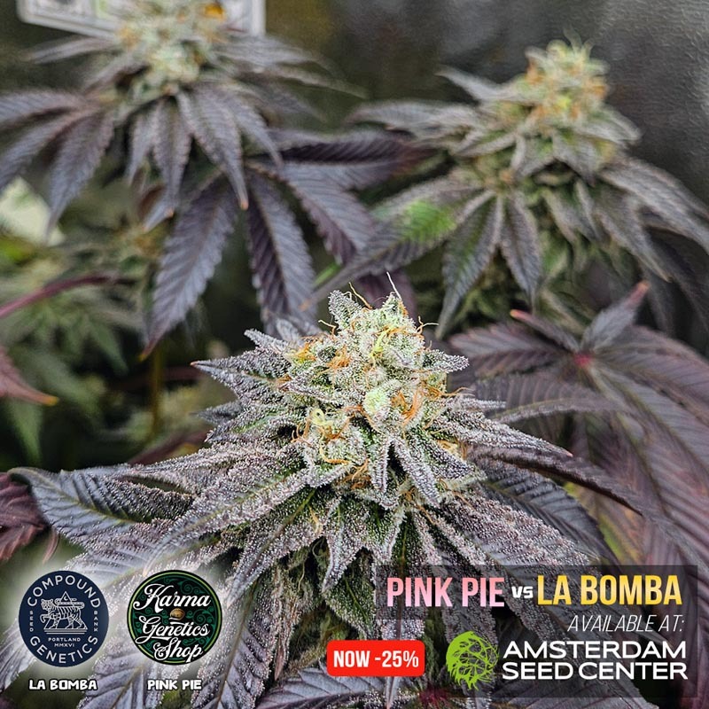 la_bomba_vs_pink_pie-wk-13.3