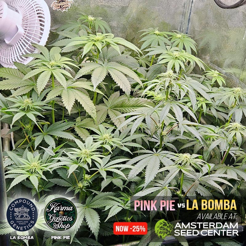 la_bomba_vs_pink_pie-wk-8.5
