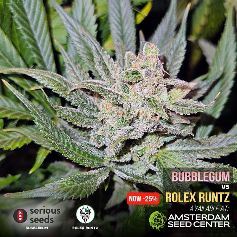 bubble-rolex-runtz-wk.14.6