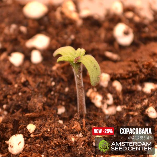 copacobanawk-1