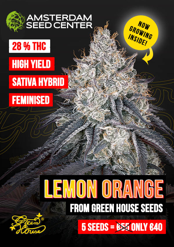 lemon_orange_A5