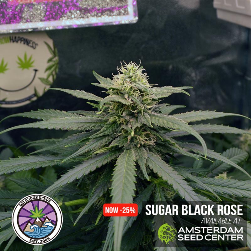 sugar-black-rose-wk-9.4