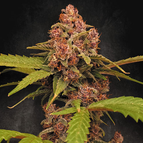 Banana-Purple-Auto-Paradise-Seeds