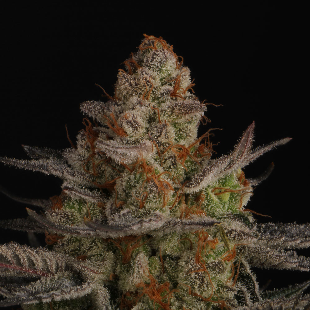 Chocolate-Wafflez-Paradise-Seeds