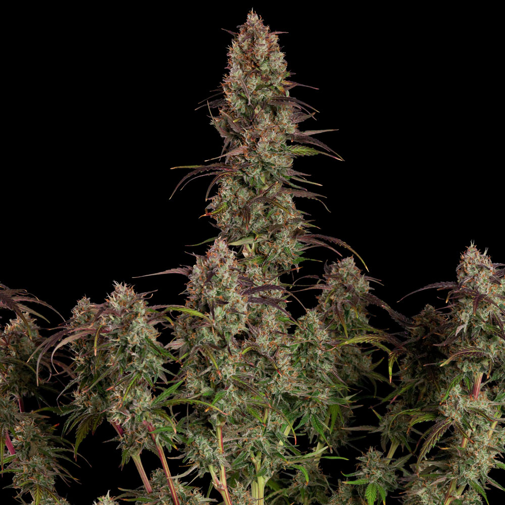 Red-Velvet-Auto-Paradise-Seeds