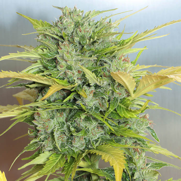 auto-ak47_serious_seeds400