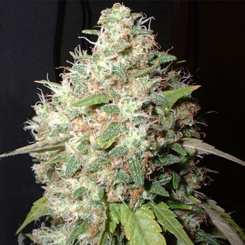 big-buddha-bubble-cheese-feminised_1