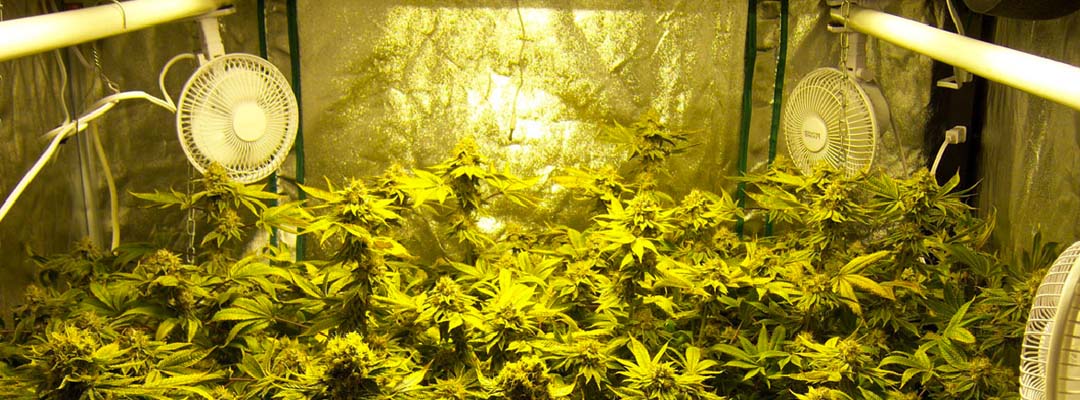 cannabis-air-amsterdam-seed-centerkopie-1
