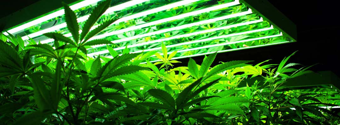 cannabis-lights-amsterdam-seed-center