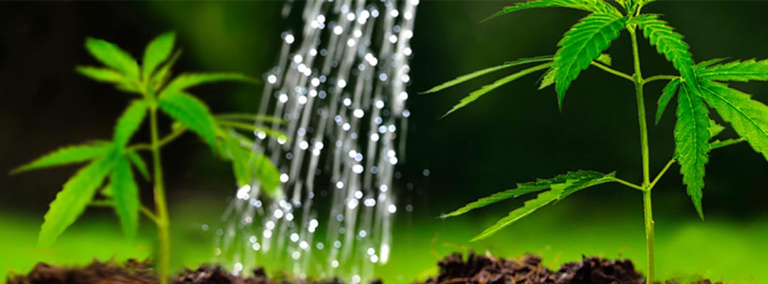 cannabis-plants-watering-amsterdam-seed-centerkopie-1