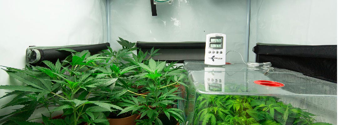 cannabis-temperature-humidity-amsterdam-seed-center