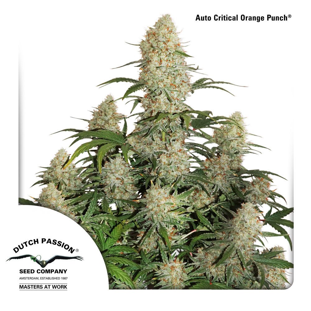 dutch-passion-Auto-critical-orange-punch-feminized